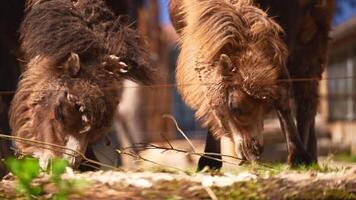 Two Bactrian camels are eating on a sunny day in the zoo video