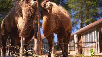 Two Bactrian camels are eating on a sunny day in the zoo video
