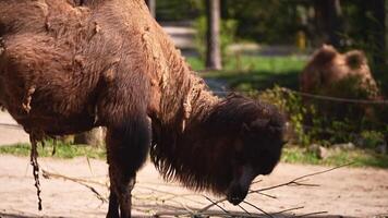 Bactrian camels are eating on a sunny day in the zoo video