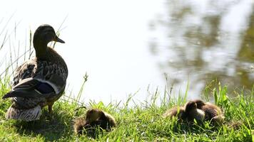A duck with little ducklings basking in the sun, close-up video