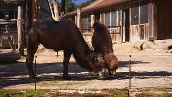 Two Bactrian camels are eating on a sunny day in the zoo video