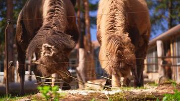 Two Bactrian camels are eating on a sunny day in the zoo video