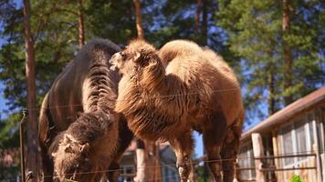 Two Bactrian camels are eating on a sunny day in the zoo video
