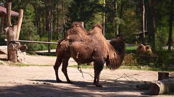 Bactrian camels are eating on a sunny day in the zoo video