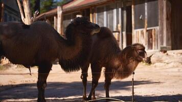 Two Bactrian camels are eating on a sunny day in the zoo video