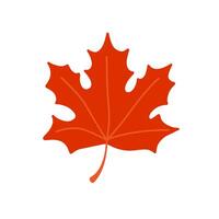 Autumn red maple leaf. Flat color illustration or icon isolated on white background. vector