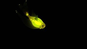 Black background with illuminated yellow and orange neon colors . Design. Bright animation with transparent neon fish that move in different directions very smoothly video