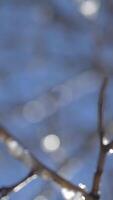 Water drops falling down of a little snowflakes melting in the branches of a tree. Spring background. Spring bright landscape close up video