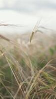 Spikelets of feather grass against the background of other spikelets of feather grass. . Agricultural background with ripe spikelets of rye in the golden rays of the low sun backlight video