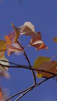 Autumn background. Close-up of autumn branch against sky. Fall leaves on twig rustle in wind in sun's rays against blue sky video