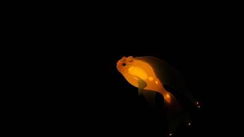 Dark background. Design.A large orange fish in 3d format with transparent fins swims in a chaotic manner. video