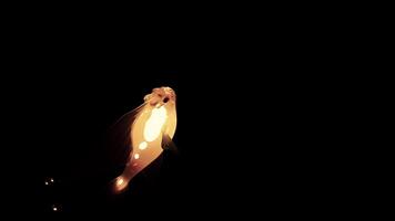 Black background with illuminated yellow and orange neon colors . Design. Bright animation with transparent neon fish that move in different directions very smoothly video