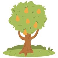 Pear tree, yellow pear fruit, pear on the tree, harvesting, flat illustration on a white background vector