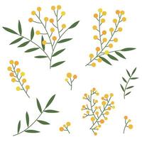 Set of mimosa branches, blooming set isolated on white background, simple floral design element, mimosa clipart vector
