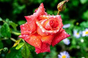 Red beautiful rose in the rain in drops. photo