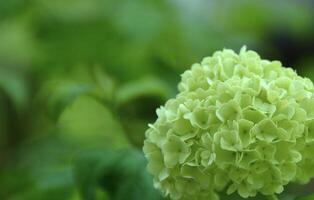 white hydrangea flower on the bush. A Bunch of small flowers light lemon color hydrangea close-up. photo