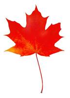 Autumn maple leaf isolated on a white background photo