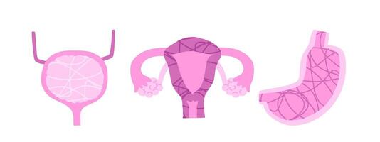 Set of human organs with bladder, uterus and stomach in section. illustration in flat style. vector