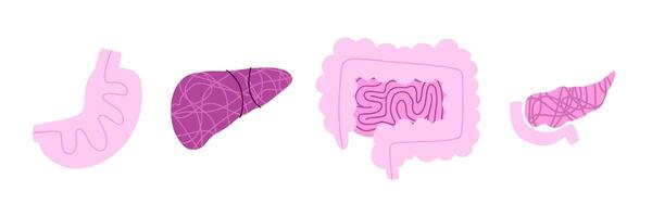 Set of human digestive organs with liver, pancreas, intestine and stomach. illustration in flat style. vector