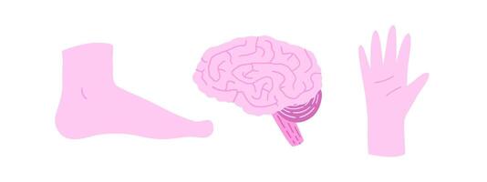 Set of human organs with arm, leg and brain. illustration in flat style. vector