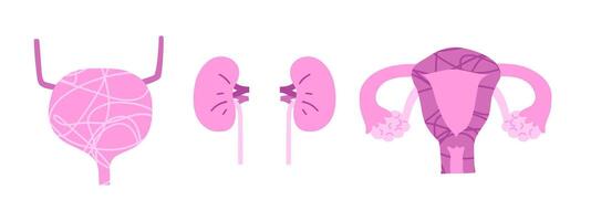 Set of human organs with uterus, bladder and kidneys. illustration in flat style. vector