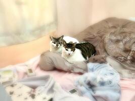 Snuggling brown tabby and white cat and Siamese cat photo