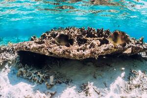 Underwater scene with corals and fish in tropical sea photo