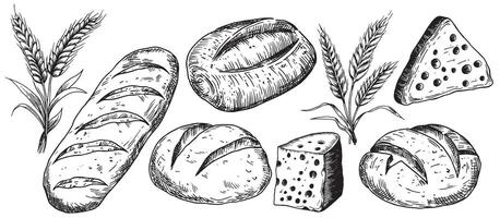 set of bread and cheese. drawing in sketch style vector