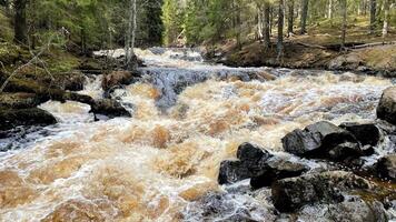 stormy mountain stream. forest river with fast current. the nature of Republic of Karelia in Russia. horizontal photo of beautiful landscape