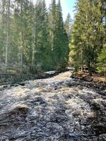 beautiful mountain river in forest in morning. vertical photography of nature of Europe. Russia Republic of Karelia photo