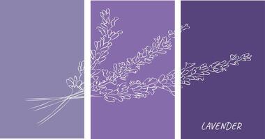 Lavender poster in linear style on a lilac background. vector