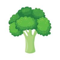 Broccoli in flat style isolated on white background. illustration vector
