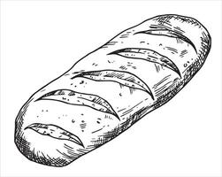 loaf of bread, drawing in sketch style. vector