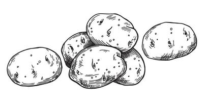 potatoes, drawing in sketch style. vector