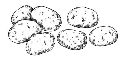 potatoes, drawing in sketch style. vector