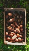 Wooden box on the grass is filling with potatoes. Stop motion animation. Vertical. Concept of farming, harvest, agriculture, gardening, village life video