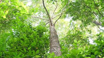 Tall green rubber trees sway back and forth in the breeze. video