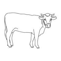 full-length portrait of a cow on a white background. The cow is drawn in a cartoon style. vector