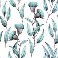watercolor seamless pattern, eucalyptus branches with flowers and leaves on a white background. elegant print vector