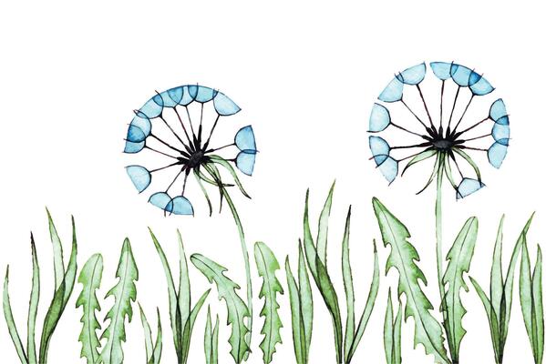 watercolor pattern, seamless border of dandelions and grass. transparent flowers, x-ray