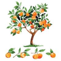 watercolor drawing, peach, apricot tree. set of fruit tree, branches and leaves vector
