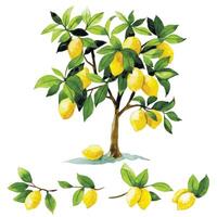 watercolor drawing, lemon tree. set of fruit tree, branches and leaves vector