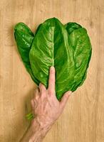 fresh organic spinach on a cutting board photo