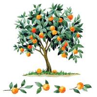 watercolor drawing, orange, tangerine tree. set of fruit tree, branches and leaves vector
