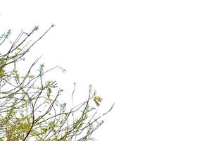 A cut-out of a tree branch tip on a white background. photo