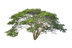 A cut out of a tree on a white background with clipping paths. photo