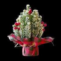 Small Snow-Frosted Christmas Tree with Red Berries and Plaid Burlap Wrap on Black Background photo