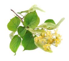 branch of linden flowers photo