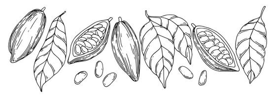 set of illustrations of cocoa beans, fruits and leaves. line drawing, sketch vector