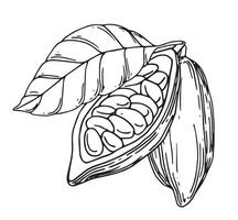 illustration of cocoa beans, fruits and leaves. line drawing, sketch vector